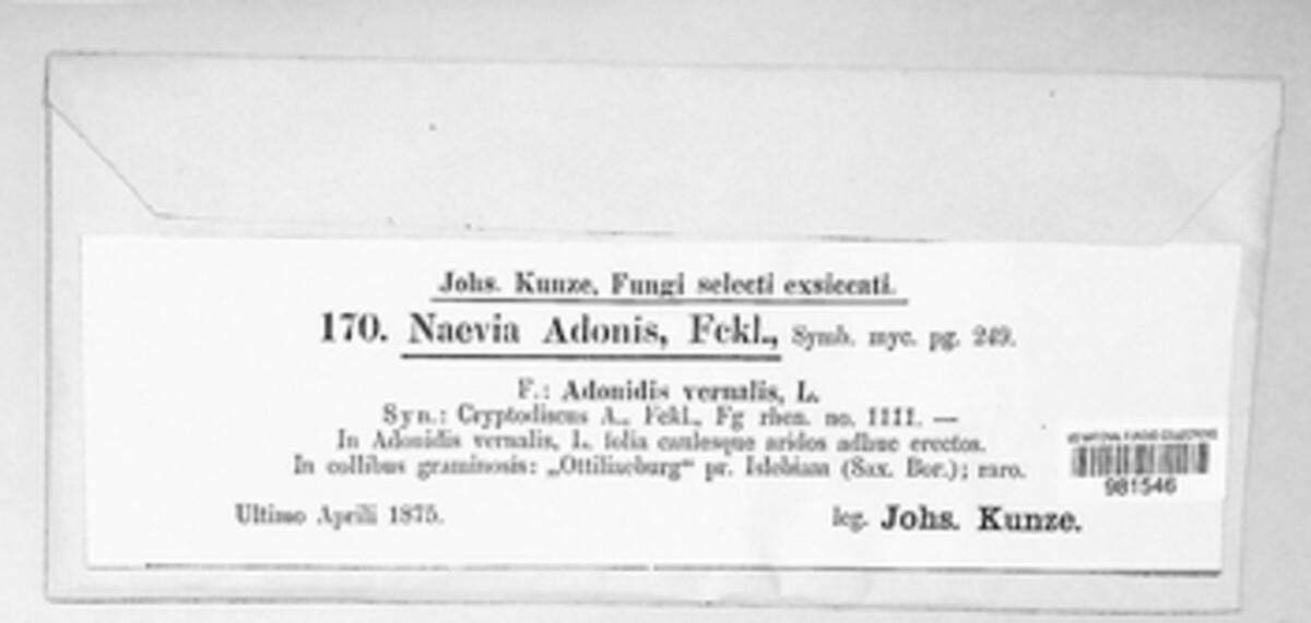 Laetinaevia adonis image